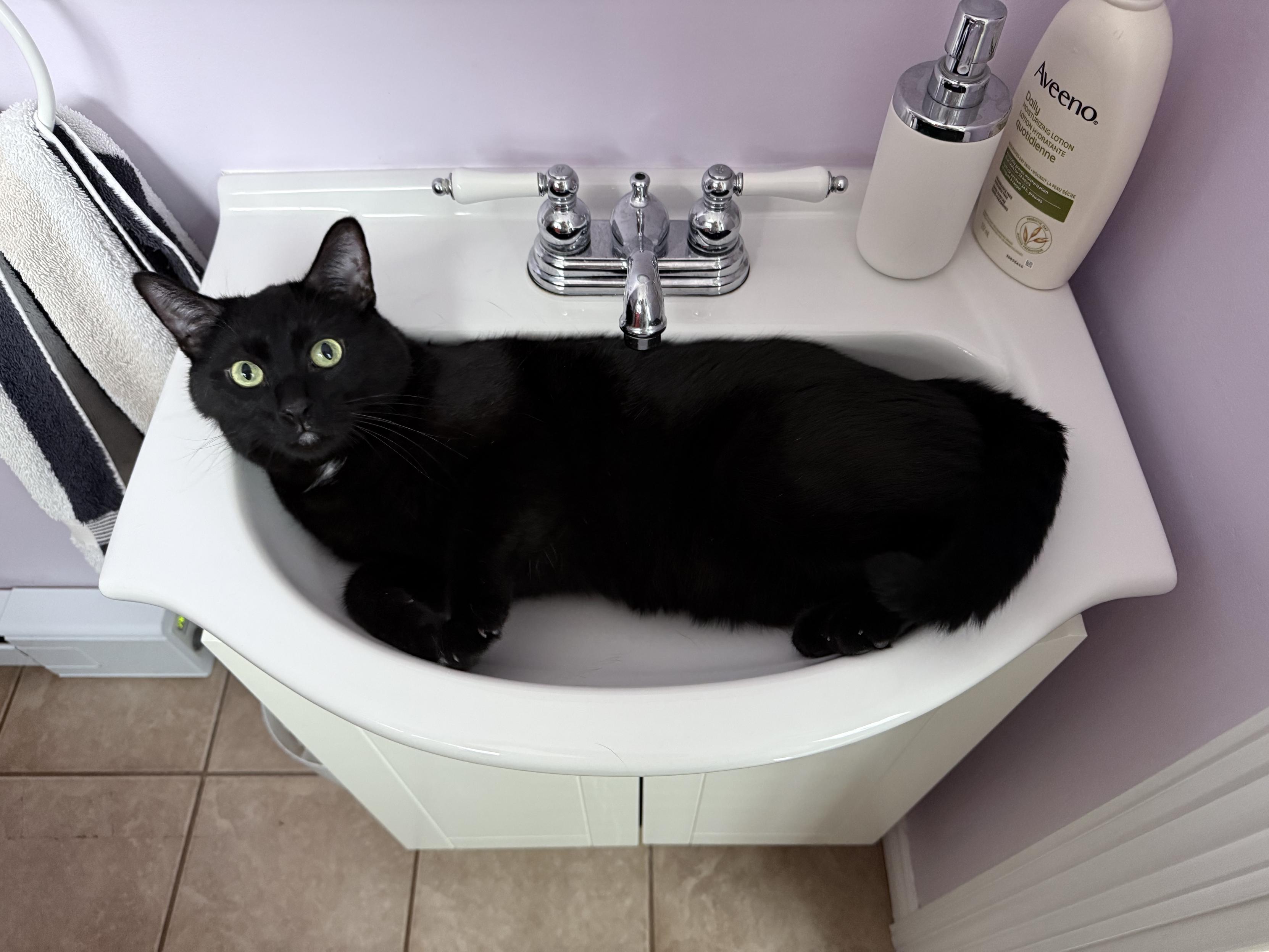 Photo of a large black cat laying in a sink basin